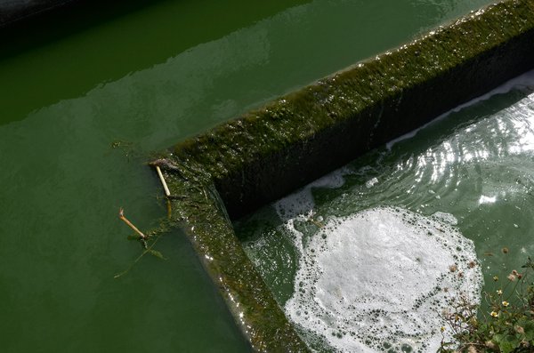 Prix phytoépuration : comprendre ses aboutissants