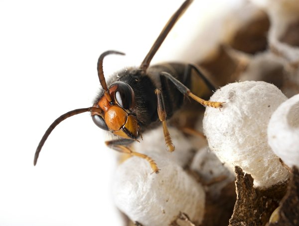 Piège à frelon asiatique: solution écologique et performante